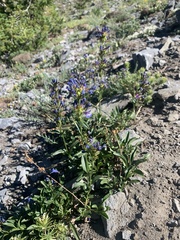 Penstemon spatulatus