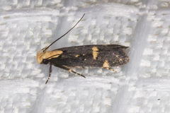 Chionodes phalacra