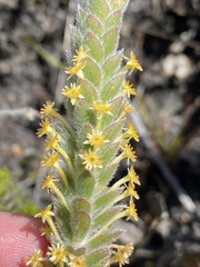 Struthiola tomentosa
