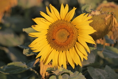 Pseudomops neglectus