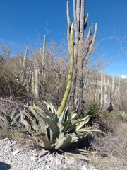 Agave marmorata