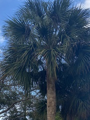 Sabal palmetto