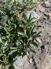 Penstemon spatulatus