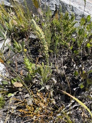 Struthiola tomentosa
