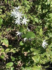 Jasminum