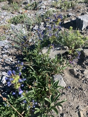 Penstemon spatulatus