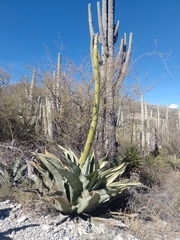 Agave marmorata