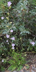 Campanula lyrata