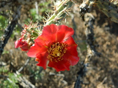 Cylindropuntia acanthocarpa acanthocarpa