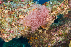 Trichogloea requienii