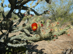 Cylindropuntia acanthocarpa acanthocarpa