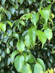 Hippomane mancinella