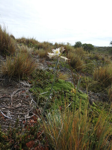 Image of Olsynium biflorum by (c) María Regina Silva, some rights reserved (CC BY)