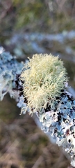 Usnea flavocardia