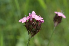 Dianthus pontederae