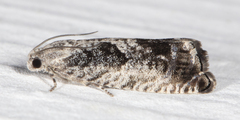 Epinotia nisella