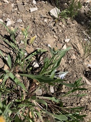 Pyrrocoma carthamoides