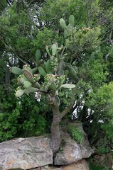 Opuntia stricta