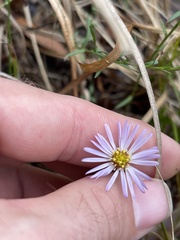 Symphyotrichum divaricatum