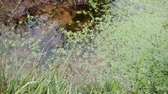 Callitriche stagnalis