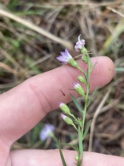 Symphyotrichum divaricatum