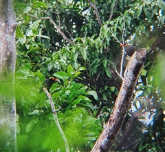 Gracula religiosa