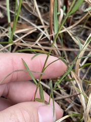 Symphyotrichum divaricatum