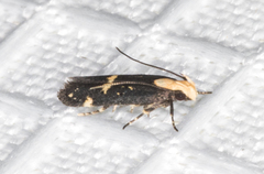 Chionodes phalacra