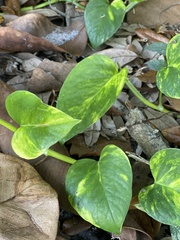 Epipremnum