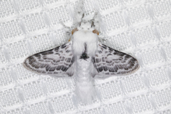 Apotolype brevicrista