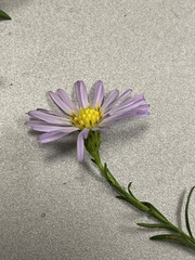 Symphyotrichum divaricatum