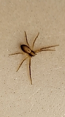 Philodromidae