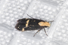 Chionodes phalacra