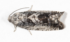Epinotia nisella