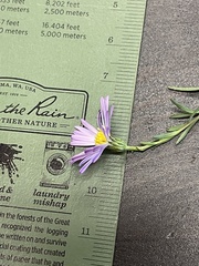 Symphyotrichum divaricatum