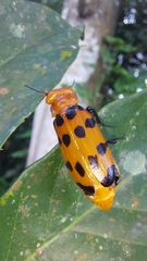 Cissites maculata