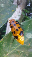 Cissites maculata