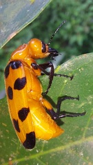 Cissites maculata