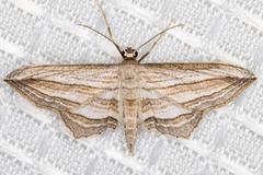 Arcobara multilineata