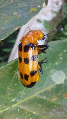 Cissites maculata