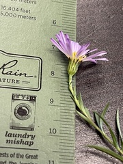 Symphyotrichum divaricatum