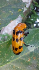 Cissites maculata