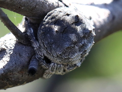 Caerostris corticosa
