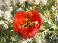 Cylindropuntia