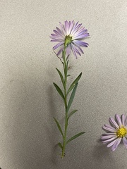 Symphyotrichum divaricatum