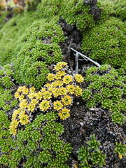 Azorella monantha