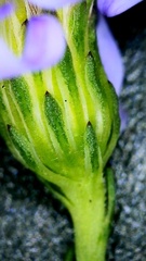 Symphyotrichum divaricatum