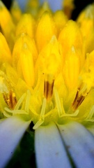 Symphyotrichum divaricatum