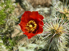 Cylindropuntia