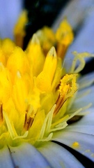 Symphyotrichum divaricatum
